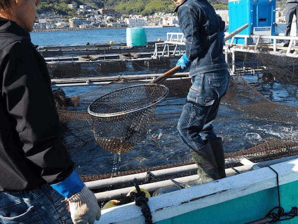 昌陽水産 生簀での作業風景